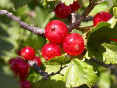 Ribes alpinum