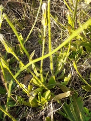 Hypochaeris megapotamica