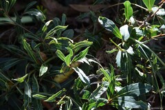 Laurus nobilis