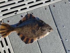 Platichthys stellatus