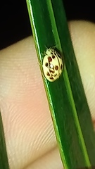 Psyllobora confluens