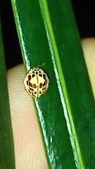 Psyllobora confluens