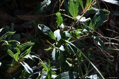 Laurus nobilis