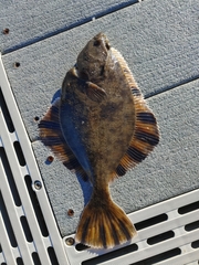 Platichthys stellatus