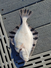 Platichthys stellatus