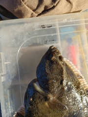 Platichthys stellatus