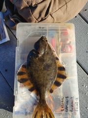 Platichthys stellatus