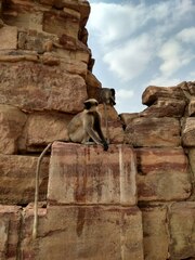 Semnopithecus hypoleucos