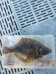 Lepidopsetta bilineata