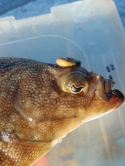 Lepidopsetta bilineata