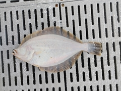Lepidopsetta bilineata