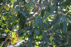Laurus nobilis