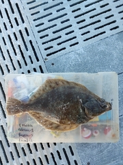 Lepidopsetta bilineata
