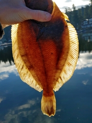 Lepidopsetta bilineata