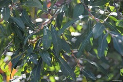 Laurus nobilis