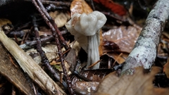 Helvella vespertina