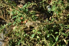 Amaranthus deflexus