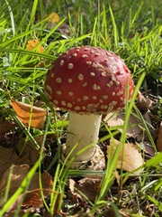 Amanita muscaria