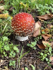 Amanita muscaria
