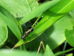 Erythrodiplax basalis