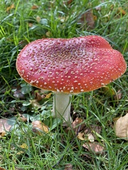 Amanita muscaria