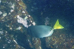 Prionurus laticlavius