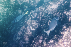 Prionurus laticlavius