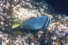 Prionurus laticlavius