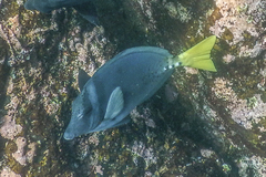 Prionurus laticlavius