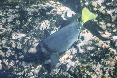 Prionurus laticlavius