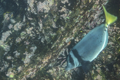 Prionurus laticlavius