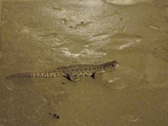 Triturus carnifex