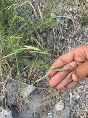 Bromus marginatus