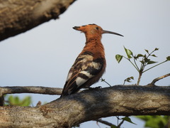 Upupa epops africana