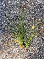 Casuarina