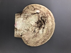 Placopecten magellanicus