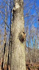 Agrobacterium radiobacter