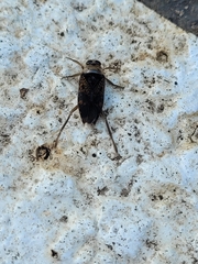 Notonecta irrorata