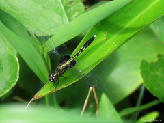 Erythrodiplax basalis