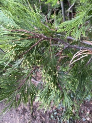 Calocedrus