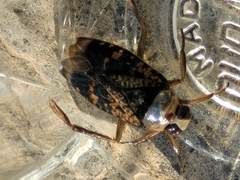 Notonecta irrorata