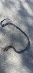 Naja sumatrana