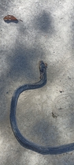 Naja sumatrana
