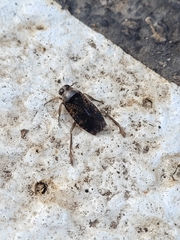 Notonecta irrorata