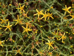 Hypericum triquetrifolium