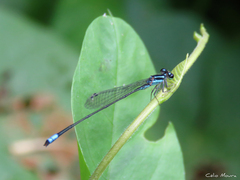 Acanthagrion