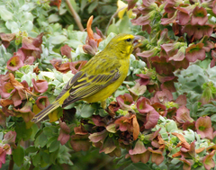 Crithagra sulphurata