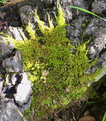 Homalothecium sericeum