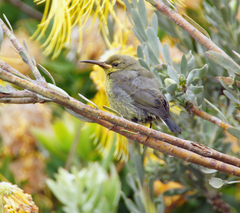 Nectarinia famosa famosa