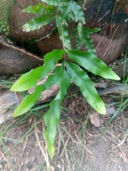 Diplazium donianum